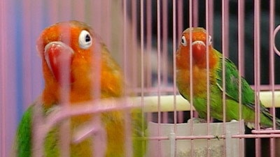 64. The Suffocated Parrot