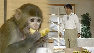 16. The Abused Monkey