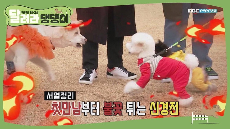 The Buzzworthy Star Dogs — Revealed!