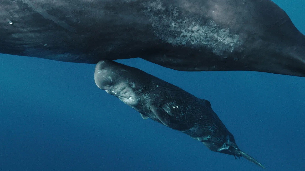 Listen to the Whale's Song